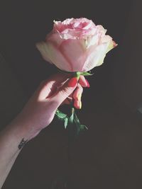 Close-up of pink rose