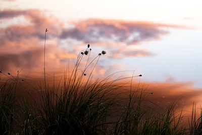 Scenic view of sunset