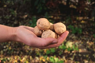 Cropped hand of woman holding walnut