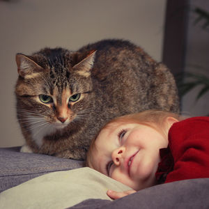 Portrait of cute cat relaxing at home