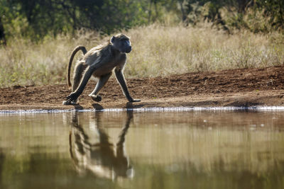 Monkeys in lake