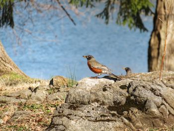 Robin perching on rock