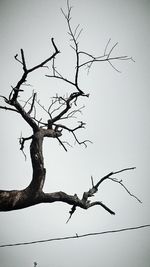 Low angle view of bare tree against clear sky