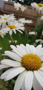 Close-up of white daisy flowers