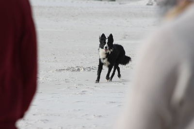 Dog on beach