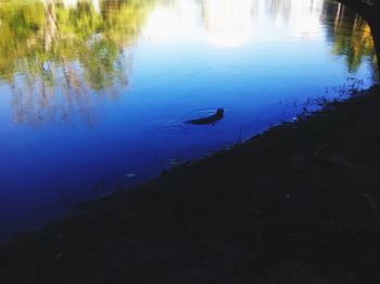 High angle view of duck swimming in lake