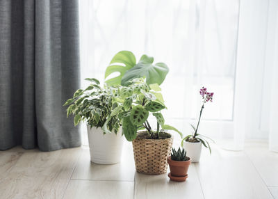 Houseplant at home. different house plants on the floor