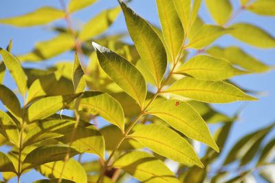 Low angle view of leaves against sky