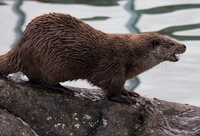 Close-up of otter