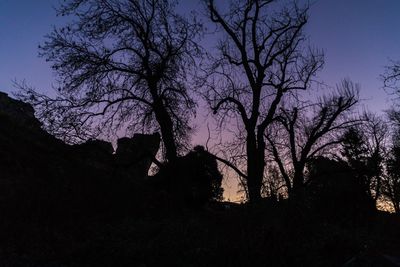 Low angle view of silhouette trees against sky at night