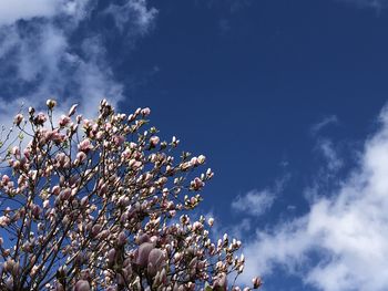 Low angle view of flowering tree against blue sky