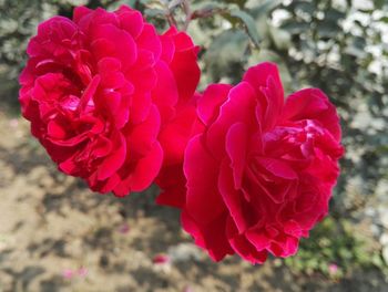 Close-up of pink rose blooming outdoors