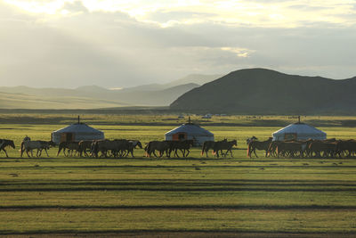Horses on grassy field against sky