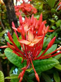 Close-up of red flower blooming outdoors