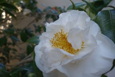 Close-up of white flowers