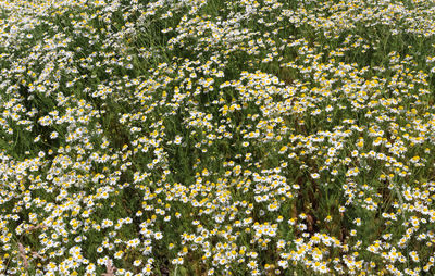 Full frame shot of flowering plants