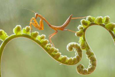 Brown mantis on fern and leaves