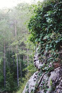 Trees in forest