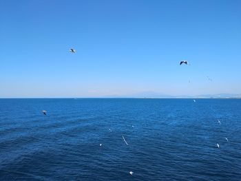 Seagulls flying over sea