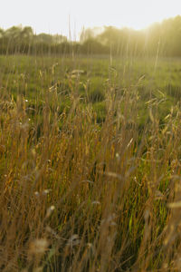 Crops growing on field against sky