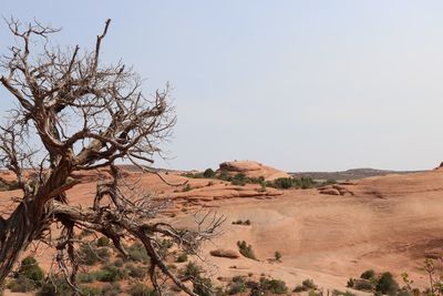 Bare tree at arches national park against sky