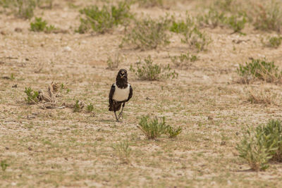 Full length of bird on field