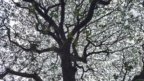 Low angle view of tree against sky