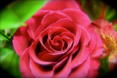 Close-up of red rose blooming outdoors