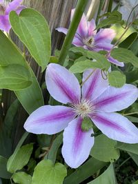 Close-up of pink flowering plant