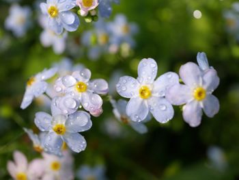 Close-up of water drops on flowers