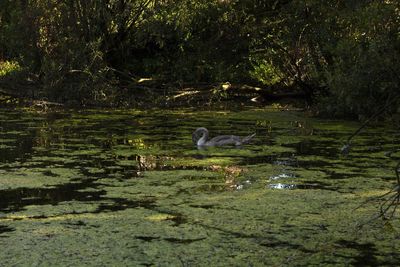 View of ducks swimming in lake
