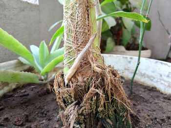 Close-up of plant