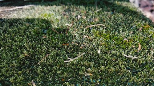 Close-up of plants