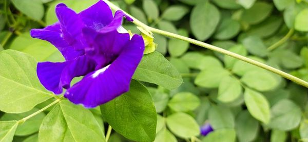 Close-up of purple flowering plant