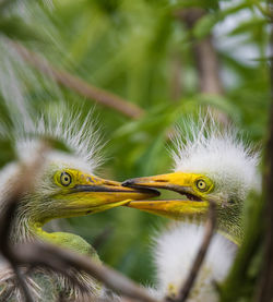 Close-up of a bird