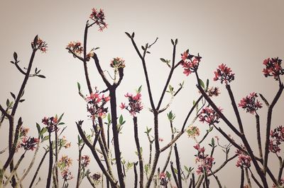 Low angle view of pink flowers against clear sky