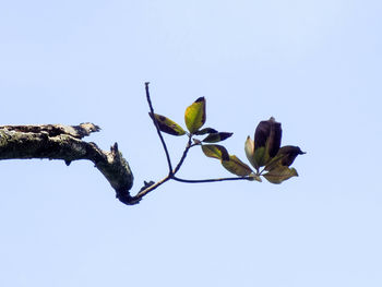 Low angle view of flower tree against clear sky