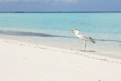 Seagulls on beach