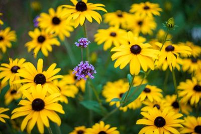 Close-up of yellow daisy flowers