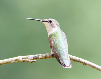 Close-up of bird perching on branch