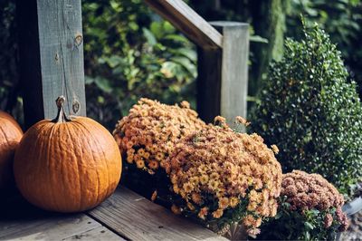 Close-up of pumpkins on table