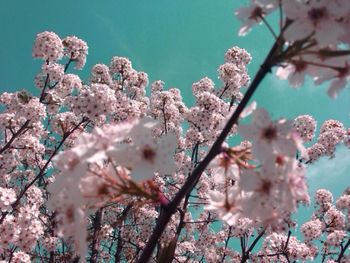 Close-up of cherry blossoms