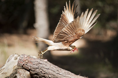 Close-up of eagle flying