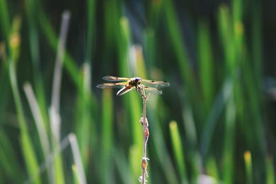 Close-up of insect on grass