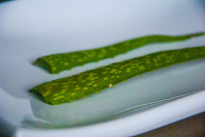 Close-up of green leaf on table