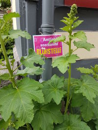 Close-up of potted plant with text