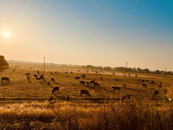 Flock of sheep in a field