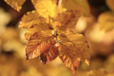 Close-up of autumn leaf