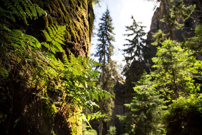 Low angle view of trees in forest