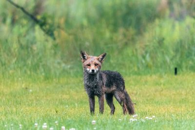 Portrait of fox standing on field